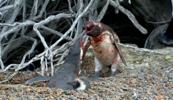 Η φύση εκδικείται: Η μάχη δυο πιγκουίνων για να κερδίσουν την δυναμιλή τους ως αρσενικά!!