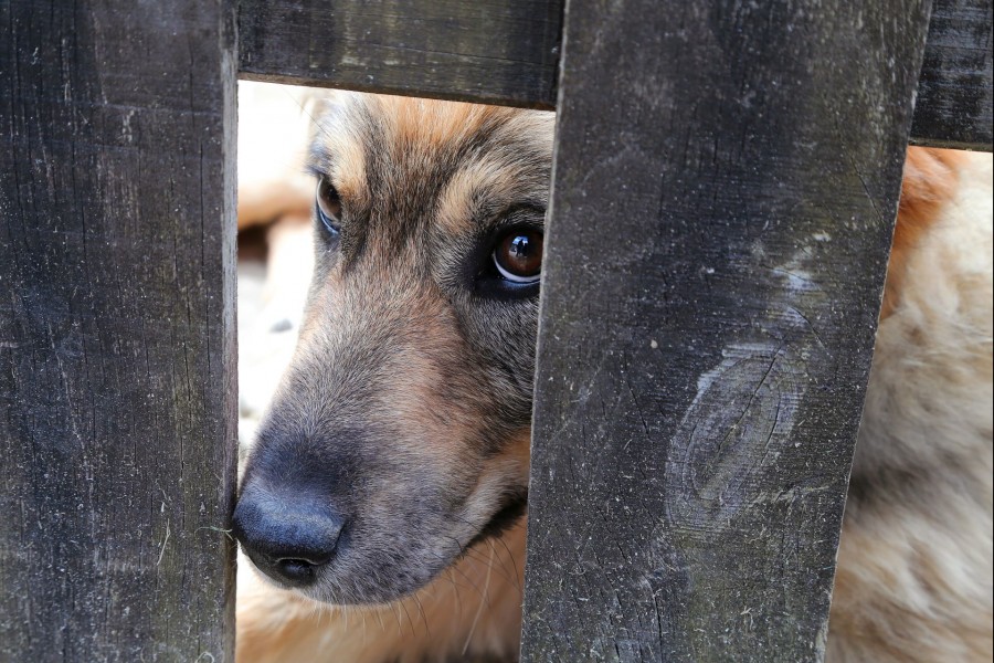 Ανατροπή στη θανάτωση σκύλου στην Ζάκυνθο : Η ιδιοκτήτρια φέρεται ως ηθική αυτουργός