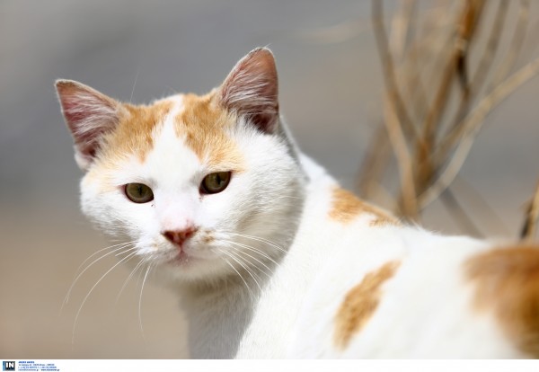 Κτηνωδία στη Λέσβο: 62χρονος σκότωσε γάτα με καλάμι ψαρέματος