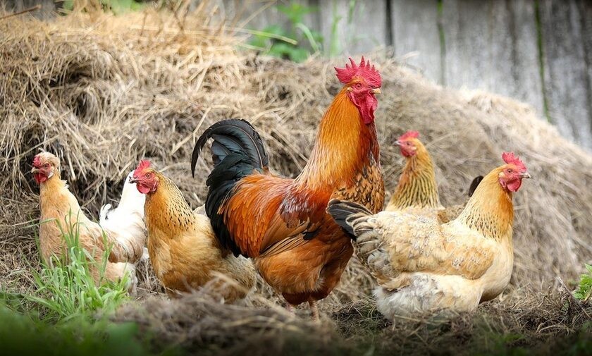 Κρήτη: Πλαφόν στις κότες στις αυλές των σπιτιών βάζει η Περιφέρεια
